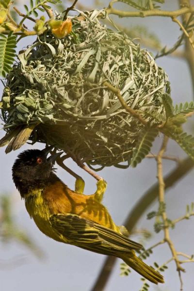 Kenya Brown-capped weaver bird building nest